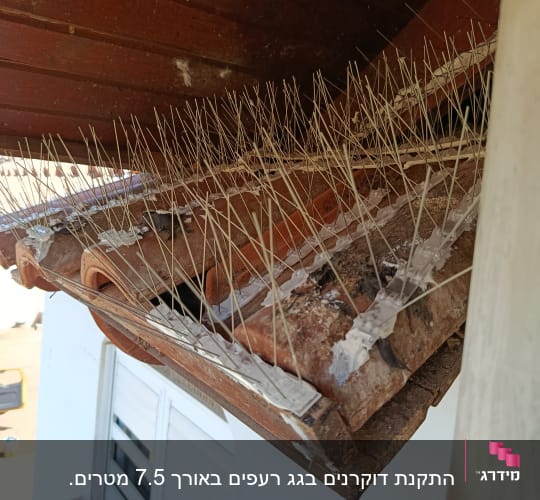 דוקרנים על גג למניעת קינון יונים